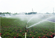 树根灌溉 花卉滴灌  花卉灌溉