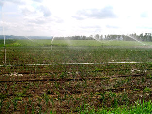 滴水流量小，缓慢入渗，主要借助毛管张力作用扩散，是最为节水和有效的种灌溉方式之一