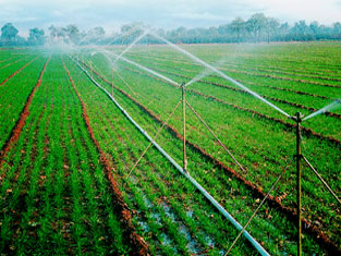 滴水流量小，缓慢入渗，主要借助毛管张力作用扩散，是最为节水和有效的种灌溉方式之一