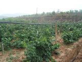  温室灌溉  大田灌溉  节水灌溉工程